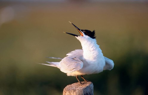 Sandwich Tern (Thalasseus sandvicensis) Tern, Terns, Belgium, Europe