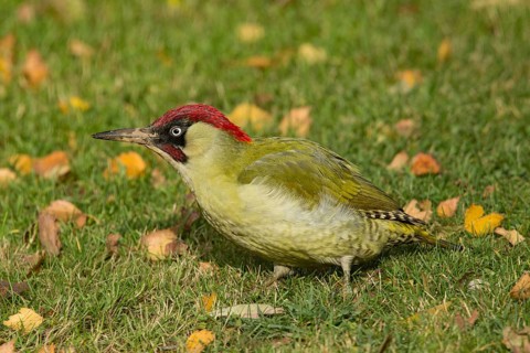 European green woodpecker (Picus viridis), male