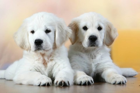 Golden Retriever, Puppies