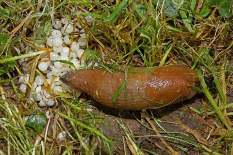 Red slug (Arion rufus), eggs