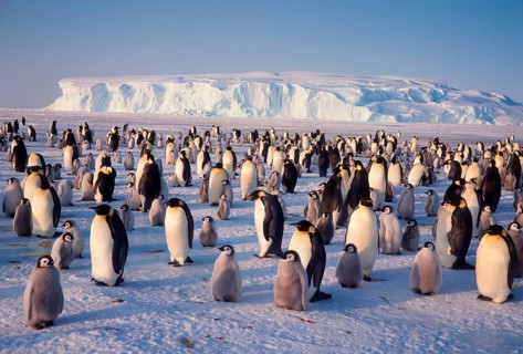 Emperor Penguin Colony, Dawson-Lambton Glacier, Antarctica