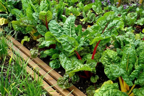 Vegetable bed with chard (Beta vulgaris cicla)