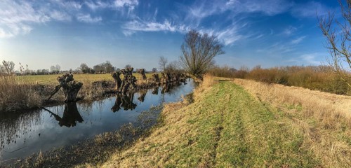 NSG Südliche Leineaue, Laatzen, wicker (Salix viminalis), banks of the Alte Leine