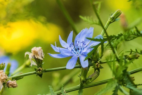 NSG Liebenauer Gruben, Nienburg, common Common chicory (Cichorium intybus), Germany, Europe