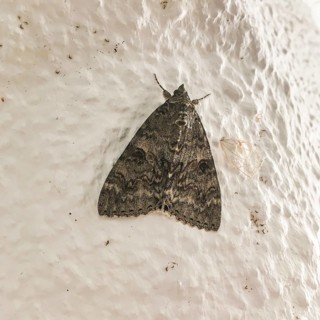 Germany, Meldenflureule (Anarta trifolii), on house wall, Europe