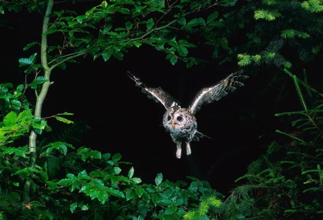 Tawny Owl (Strix aluco)