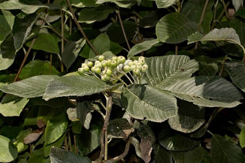 Whitebeam (Sorbus aria)