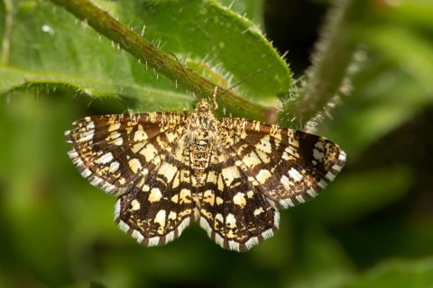 Heather lattice moth (Chiasmia clathrata)