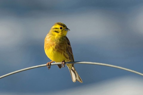 Yellowhammer (Emberiza citrinella), male