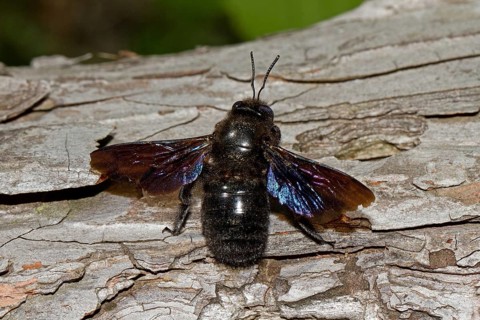 Purple violet carpenter bee (Xylocopa violacea)