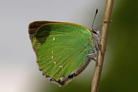 Green hairstreak (Callophrys rubi)