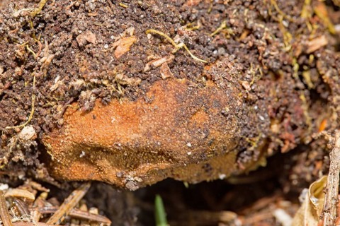 False Truffle fungus (Elaphomyces granulatus)