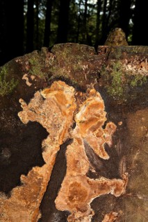Fragrant Fire Sponge (Phellinus pouzarii)