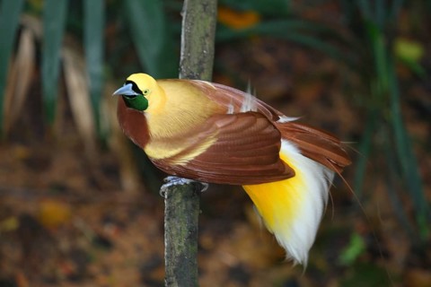 Lesser Bird of paradise (Paradisaea minor), male