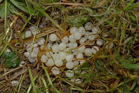 Red slug (Arion rufus), eggs