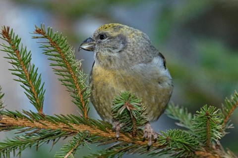 Common crossbill (Loxia curvirostra), female