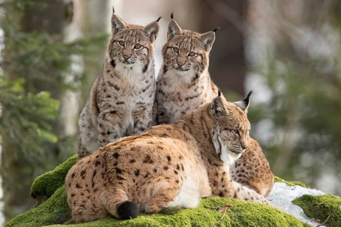 Eurasian lynx (Lynx lynx) and cubs
