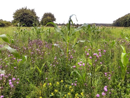 Green fallow with field thistle (Cirsium avense) and rape (Brassica napus) on former maize field