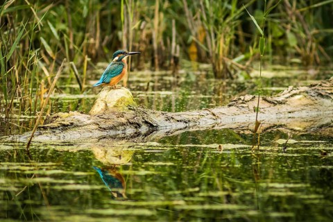 NSG Südliche Leineaue, Laatzen (Alcedo atthis), Germany, Europe