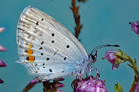 Short tailed blue Cupid (Cupido argiades)