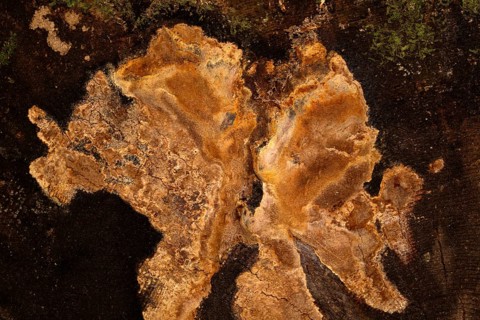 Fragrant Fire Sponge (Phellinus pouzarii)