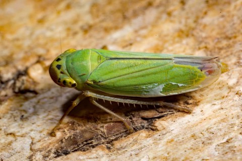 Green leafhopper (Cicadella viridis), Sippenauer Moor, Bavaria (Tettigella viridis), Germany,