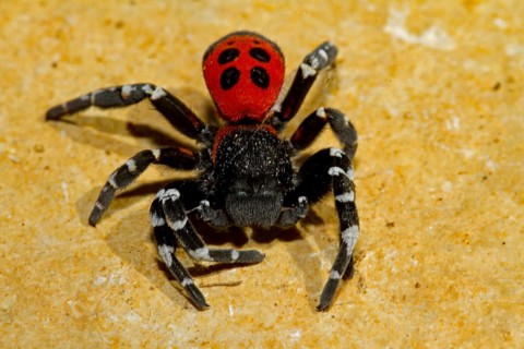 Red tube spider, ladybird spider (Eresus sandaliatus)