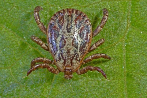 Marsh tick (Dermacentor reticulatus), male