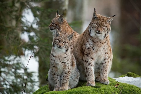 Eurasian lynx (Lynx lynx) and cubs