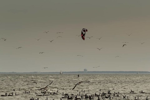 Water birds watching kitesurfers, Baltic Sea, Grömitz, Germany, Europe