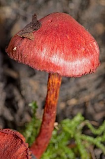 Blood red redcap (Cortinarius sanguineus)
