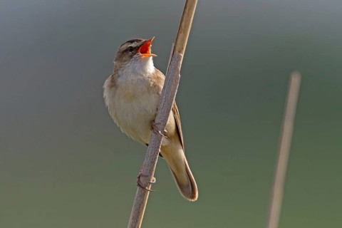 Sedge warbler (Acrocephalus schoenobaenus)