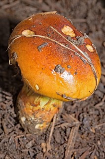 Stinking slimehead (Cortinarius mussivus)