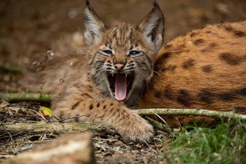 Eurasian lynx (Lynx lynx) with young