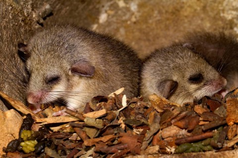 Edible dormouse (Glis glis), youngs in bird nesting box