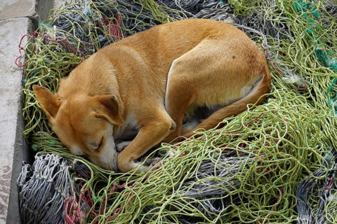 Dog sleeping in fishing net, Mindelo, Sao Vicente Island, Cape Verde, Africa