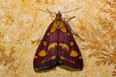 Mint moth (Pyrausta aurata), stone slab, trace fossils