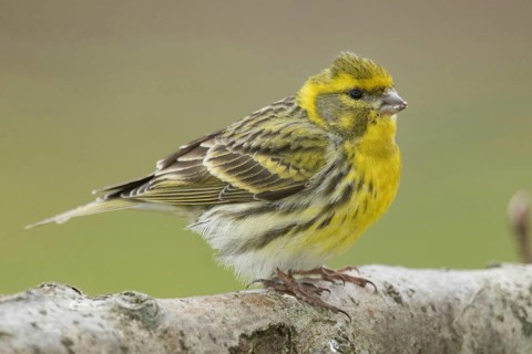 Serin (Serinus serinus), male