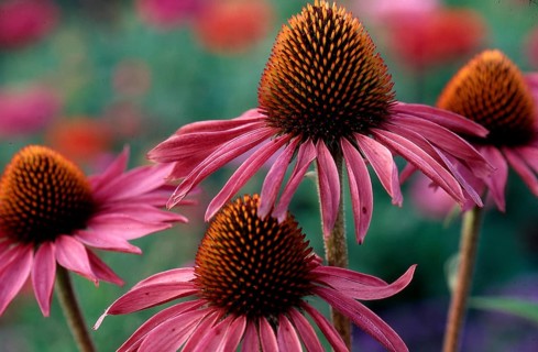 Red coneflower (coneflower (Echinacea), flowers purpurea