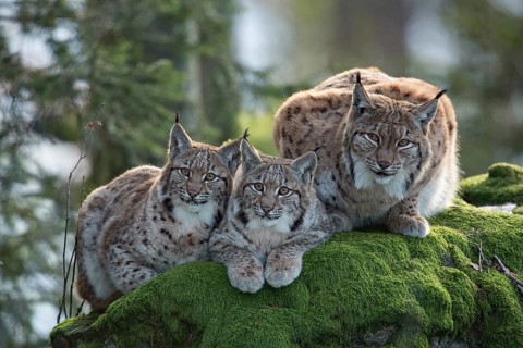 Eurasian lynx (Lynx lynx) and cubs