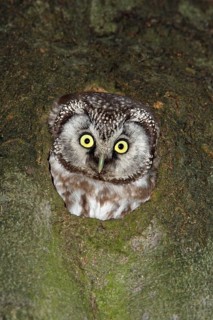 Tengmalm's Owl (Aegolius funereus), Lower Saxony, Germany, Europe