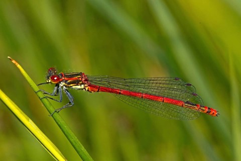 Large blue-tailed damselfly (Pyrrhosoma nymphula)