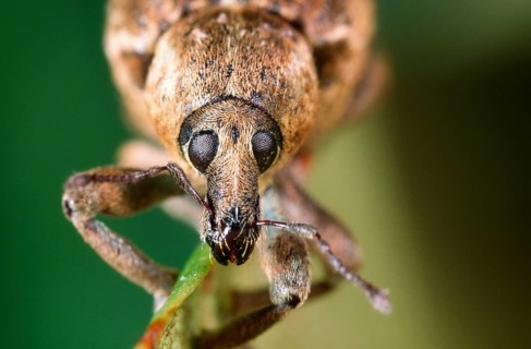 Weevil, weevil