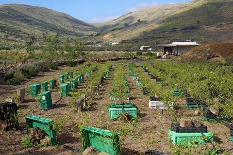Drip irrigation and windbreak, vegetable field cultivation, pepperoni, near Haria, Lanzarote,