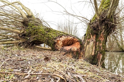 NSG Südliche Leineaue, Laatzen, trees felled by beaver (Castor fiber)