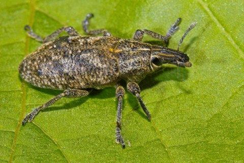 Sluggish weevil (Cleonis pigra)