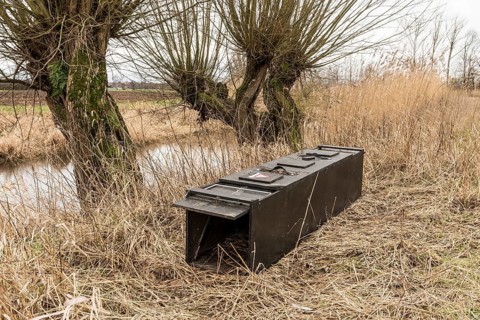 NSG Südliche Leineaue, Laatzen, live trap for catching nutrias (Myocastor coypus) on the bank of