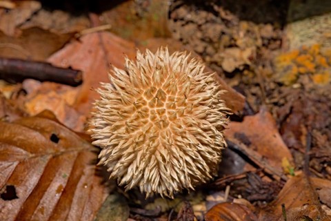Spiny puffball (Lycoperdon echinatum)