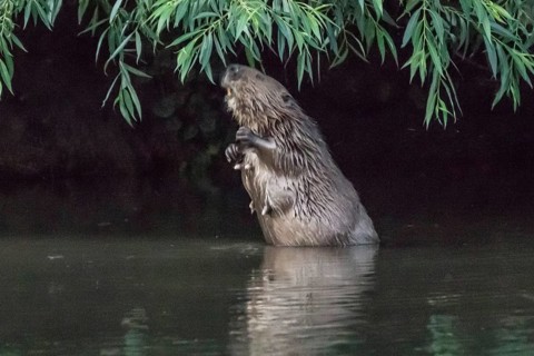 Female beaver (Castor fiber) eats willow leaves, Hannover, Ihme Umfluter Schneller Graben, Lower