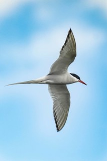Arctic tern (Sterna paradisaea), Germany, Schleswig-Holstein, Holstein Switzerland nature park